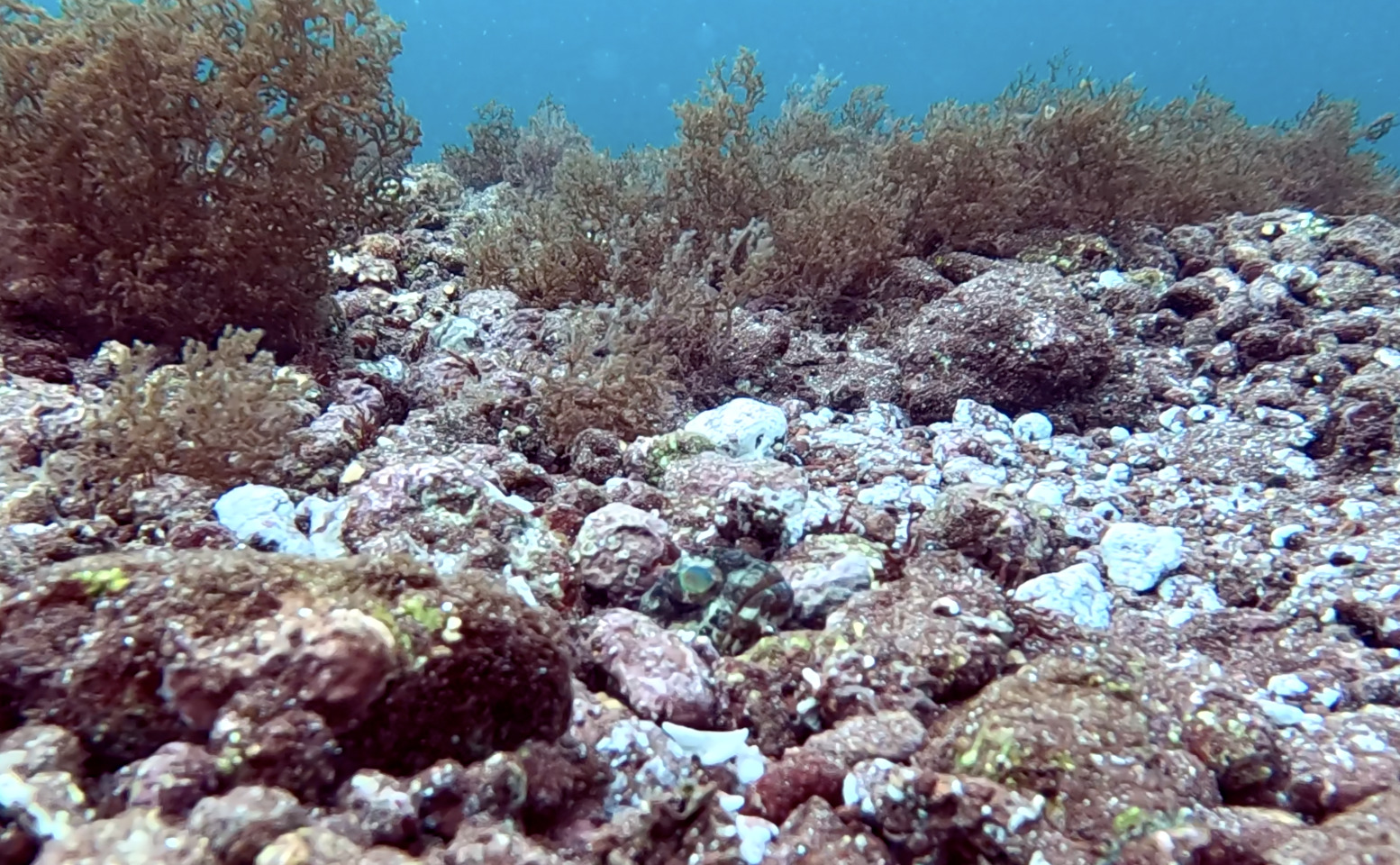Galapagos Jawfish photo 2