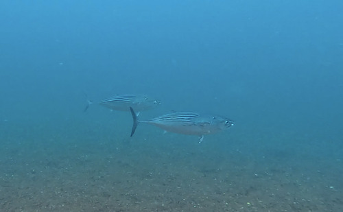 Black skipjack (Euthynnus lineatus) — Scombridae — 5