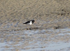 Haematopus ostralegus