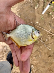 Serrasalmus maculatus