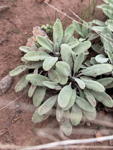 Creeping Sage foliage