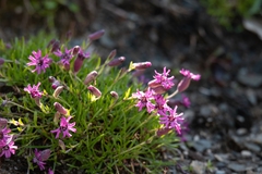 Silene dinarica