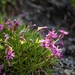 Silene dinarica - Photo (c) Razvan Matei, μερικά δικαιώματα διατηρούνται (CC BY-NC), uploaded by Razvan Matei