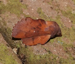 Phyllodesma occidentis