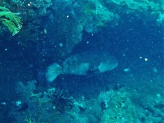 Epinephelus fuscoguttatus