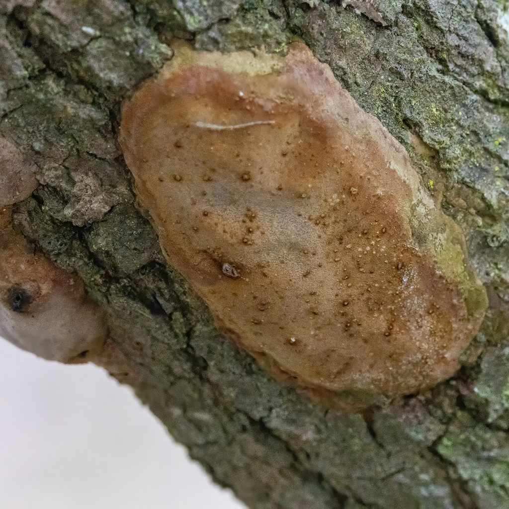 Fomitiporia punctata · February 2026 · photo: © kodiakgarden (iNaturalist, cc0)