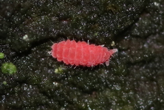 Bilobella braunerae
