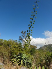 Agave