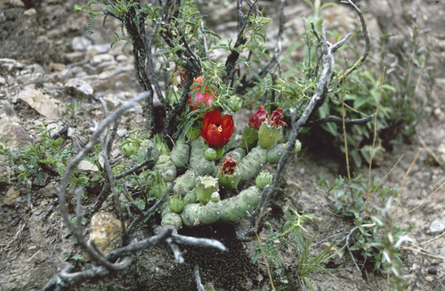 Austrocylindropuntia verschaffeltii