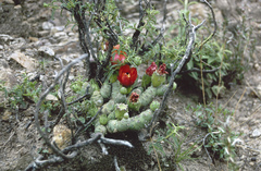 Tephrocactus verschaffeltii