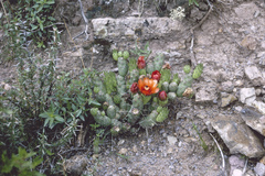 Tephrocactus verschaffeltii