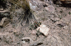 Tephrocactus verschaffeltii