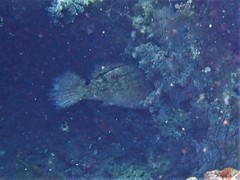 Epinephelus fuscoguttatus