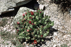 Tephrocactus verschaffeltii