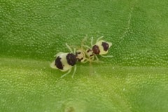 Deuterosminthurus bicinctus