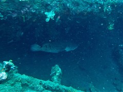 Epinephelus fuscoguttatus