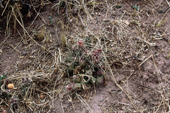 Tephrocactus verschaffeltii