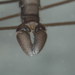 Dicranomyia stygipennis - Photo (c) Patrick O'Grady, some rights reserved (CC BY-NC), uploaded by Patrick O'Grady