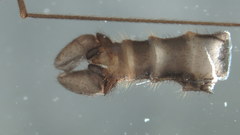 Dicranomyia stygipennis