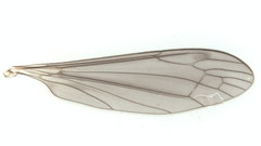 Dicranomyia stygipennis