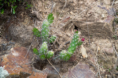 Tephrocactus verschaffeltii