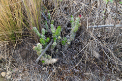 Tephrocactus verschaffeltii