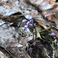 Veronica regina-nivalis