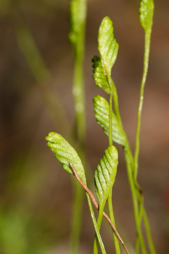 curly grass fern (Schizaea pusilla)