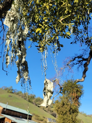 iNaturalist observation photo of lace lichen