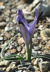 Iris stenophylla