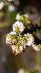 Erica cumuliflora