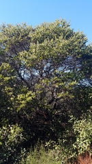 Arctostaphylos purissima purissima