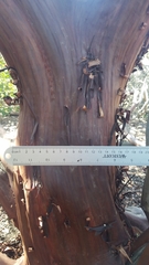 Arctostaphylos purissima purissima