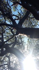 Arctostaphylos purissima purissima