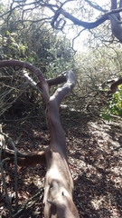 Arctostaphylos purissima purissima