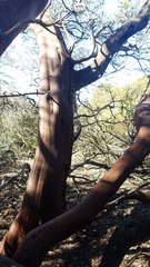 Arctostaphylos purissima purissima