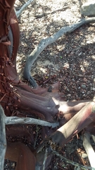 Arctostaphylos purissima purissima