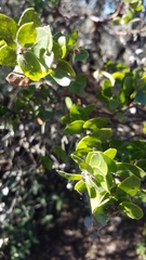 Arctostaphylos purissima purissima