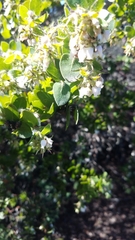 Arctostaphylos purissima purissima