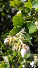 Arctostaphylos purissima purissima