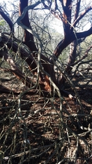 Arctostaphylos purissima purissima
