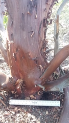 Arctostaphylos purissima purissima