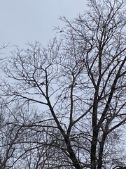 Zenaida macroura carolinensis