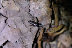 Pogonognathellus longicornis
