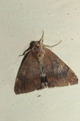 Achaea