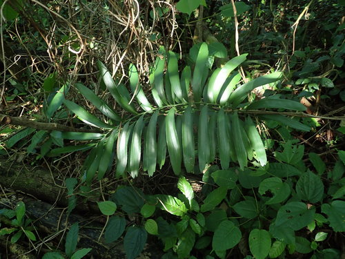 Image of Zamia erosa by (c) Daniel Cahen, some rights reserved (CC BY)
