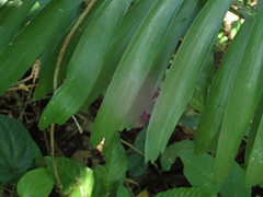 Zamia erosa