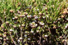 Erica cumuliflora