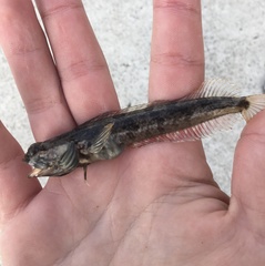 Neoclinus uninotatus