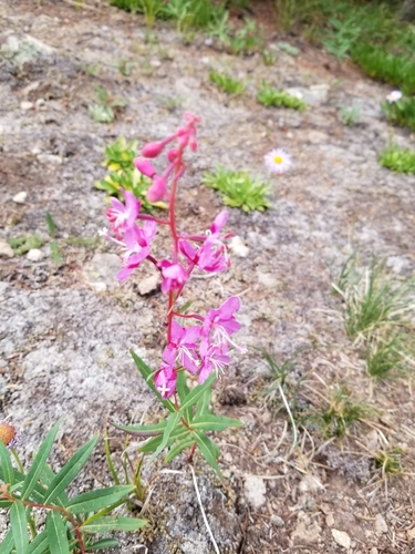 fireweed